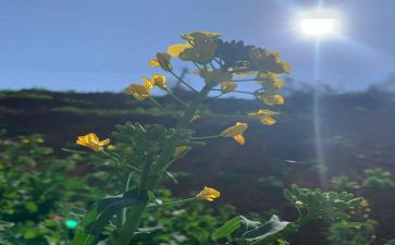 3月5日活动方案5篇