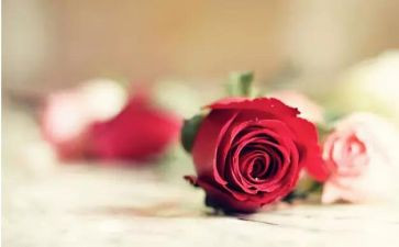 520餐厅活动方案模板7篇