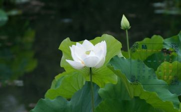 6月份大班工作总结8篇