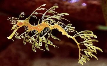 2024生物教学计划优质5篇