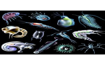 2024年生物教学计划精选8篇