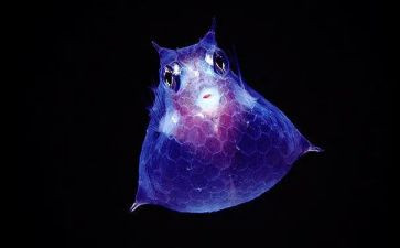 2024年生物教学计划模板7篇