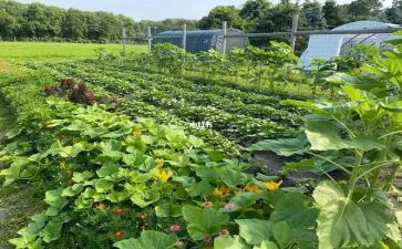 中班菜场教案5篇