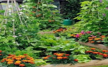 哭菜花读后感7篇