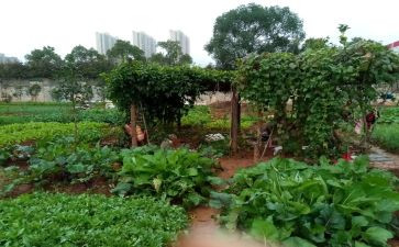 家乡的小菜园作文8篇