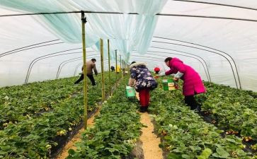 采摘游活动方案5篇
