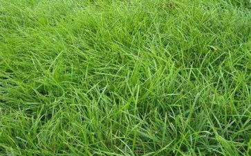 《草房子》读后感1000字最新8篇