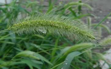 草原好作文优秀6篇