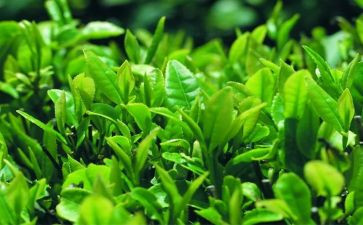 幼儿园小班关于茶的教案通用8篇