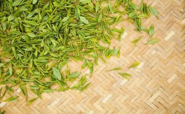 关于茶香的作文7篇