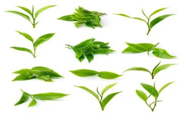 茶企业管理工作计划优质5篇