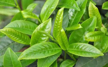关于茶的教案优质8篇