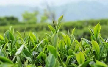 关于茶的教案8篇