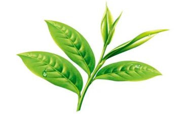 关于茶的教案优秀5篇