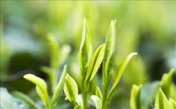 茶的主题活动方案5篇