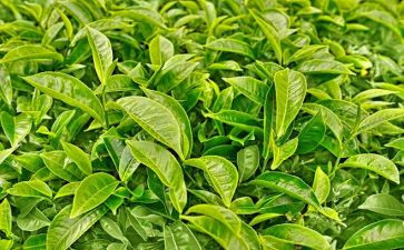 我与茶作文参考6篇