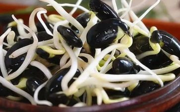 择豆芽作文8篇