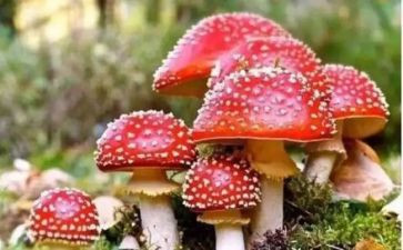 禁毒活动方案优质7篇
