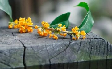 桂花羹作文模板7篇