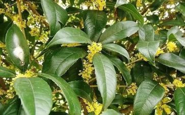 作文校园的桂花树优秀7篇