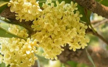 作文校园的桂花树7篇