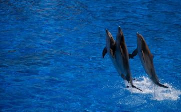 海豚湾读后感7篇