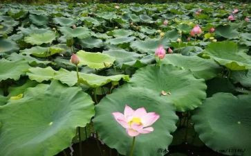 荷塘月色读后感7篇