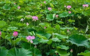 荷塘月色读后感通用8篇