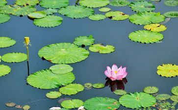 《荷塘月色》读后感精选6篇