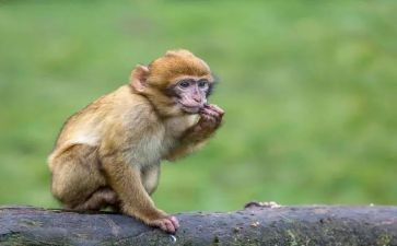 小猴子下山教案7篇