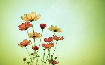 花钟教学反思参考6篇