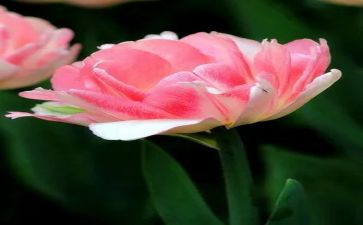 生活中的小浪花作文600字6篇