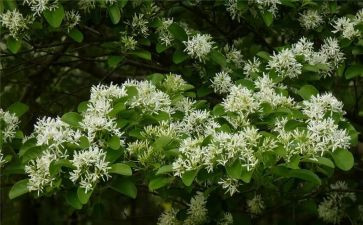 观朝花夕拾读后感模板5篇