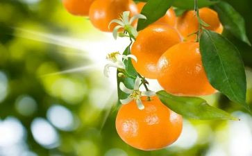 桔子优秀作文6篇