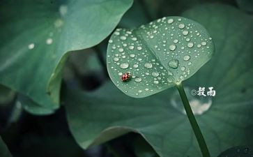 二十四节气活动方案8篇