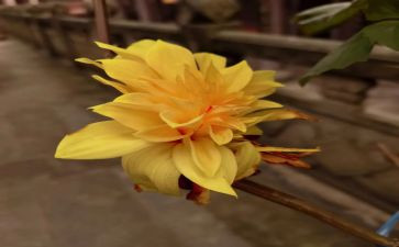 菊花诗作文精选7篇