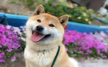 小学生开心的一天作文8篇