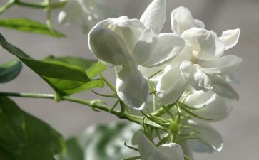 《茉莉花》教案8篇