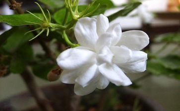 音乐课《茉莉花》教案5篇