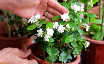 幼儿园茉莉花音乐教案6篇