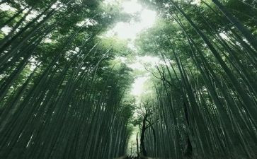 让爱留在心中作文7篇