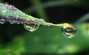 露珠的教案8篇