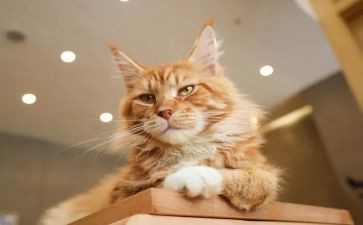 记小猫作文400字推荐5篇