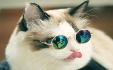 狗鼠猫的读后感5篇