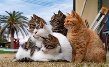 小学生写小猫作文6篇