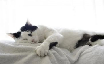 猫作文600字通用6篇