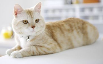老虎和猫教案推荐5篇