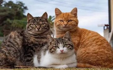 写国宝蛋熊猫的作文7篇