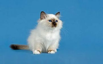 狗.猫.鼠的读后感100字8篇