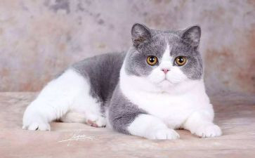二年级写小猫的作文参考6篇